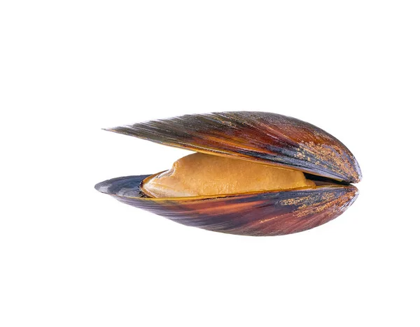 Frische Halb Gekochte Muschel Isoliert Auf Weißem Hintergrund Eine Muschel — Stockfoto