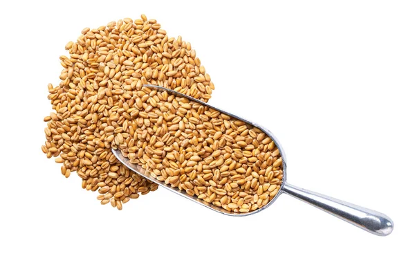 Small Metal Spoon Scoop Wheat Grains Seen Isolated White Background — 스톡 사진