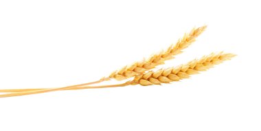 Wheat ears isolated on white background.Ripe ears of wheat isolated on white background.