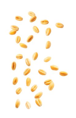 golden grains of wheat falling from top to bottom isolated on white background.