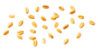 Golden wheat grains isolated on white background.Ripe ears of wheat isolated on white background.