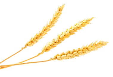 organic grain wheat gluten free, ears of wheat isolated on a white background. Ripe ears of wheat isolated on white background.