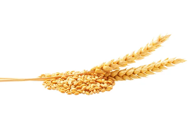 Ripe Ears Wheat Wheat Grains Isolated White Background — Photo