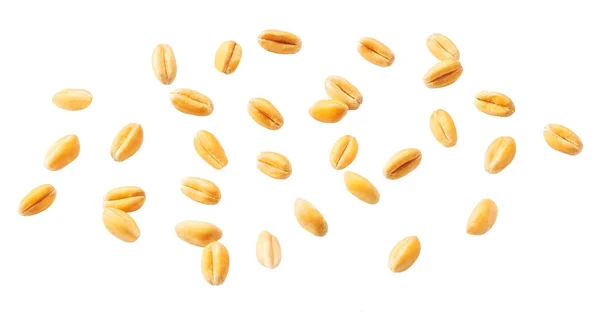 Golden Wheat Grains Isolated White Background Ripe Ears Wheat Isolated — Stock fotografie