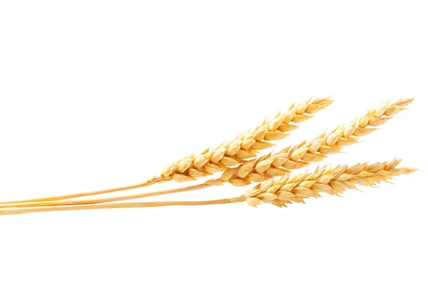 Grain Ears Wheat Isolated White Background — Photo