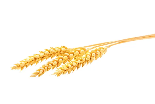 Ripe Ears Wheat Isolated White Background Bunch Wheat Whole Grain — Foto Stock