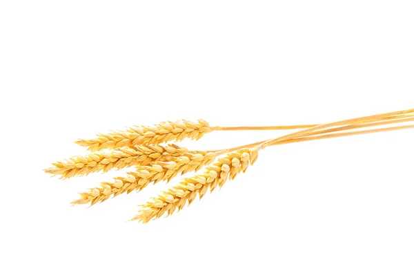 Organic Grain Wheat Gluten Free Ears Wheat Isolated White Background — Foto de Stock