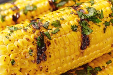 Grilled corn on cob sprinkled with parsley .Hot grilled sweet corn with parsley close up.