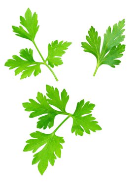 Green leaves of parsley isolated on white, top view. fresh green vegan vitamin parsley isolated. parsley herb isolated.