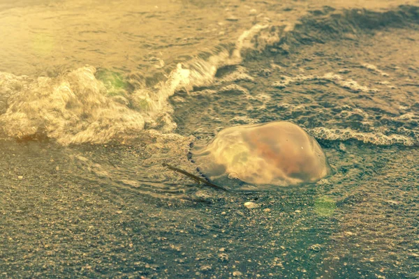 Blue Barrel jellyfish. Jellyfish on the sand on Baltic beach. Selective focus. High quality photo. Sky and water. Jellyfish on the beach in the morning. toned. — Stockfoto