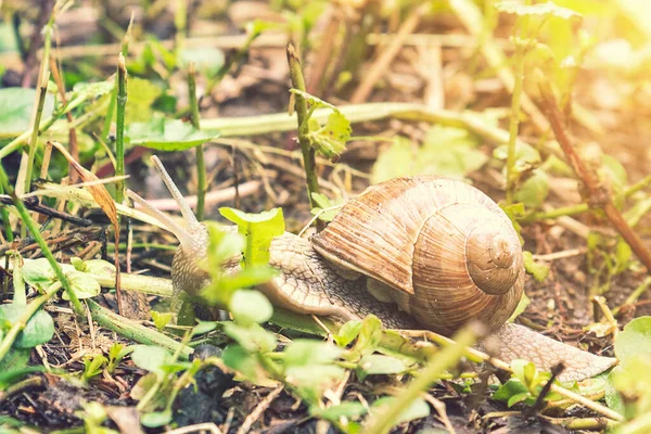 Big snail in shell crawling on road, summer day in garden. Big snail on the ground. Helix pomatia, common names the Roman snail. toned — Zdjęcie stockowe