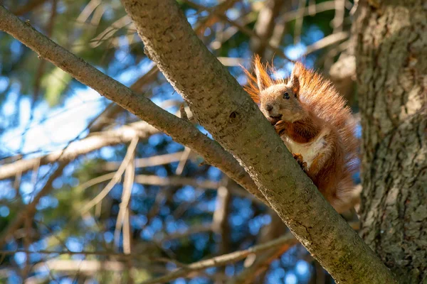 Eichhörnchen mit einer Nuss am Baum. Lustiges Eichhörnchen ist eine Nuss. Sciurus. Nagetier. Ein Eichhörnchen sitzt auf einem Baum und frisst eine Nuss. Schönes Eichhörnchen im Park — Stockfoto