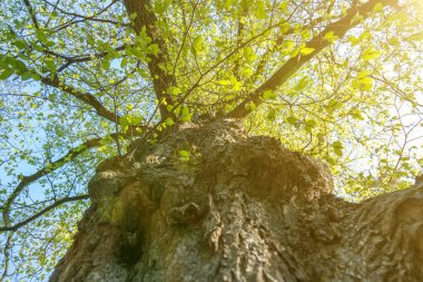 Aşağıdan görünen ağaç tepesi. Ağaç manzarası ve güneş ışığı etkisi. Güneş ışınları bir ağacın dalları arasından yol alır. Aşağıdan görülen yaprak döken bir ağaç. ses tonlu.