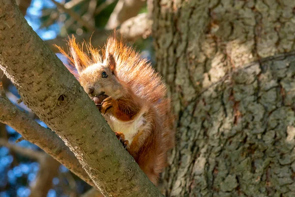Eichhörnchen Mit Einer Nuss Baum Lustiges Eichhörnchen Ist Eine Nuss — Stockfoto