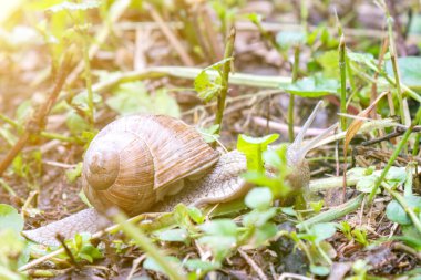 Big snail in shell crawling on road, summer day in garden. Big snail on the ground. Helix pomatia, common names the Roman snail. toned.