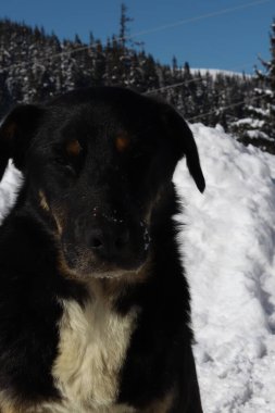 Kara köpeğin karlı bir doğası var.