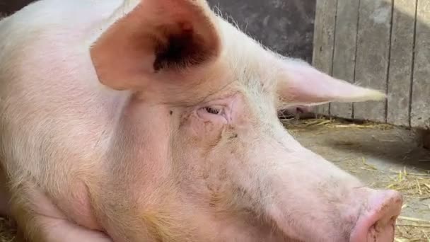 Крупним планом велика матір свиня. Свиня лежить біля своїх поросят . — стокове відео