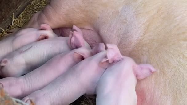 豚は農場の砂から牛乳を食べています。. — ストック動画