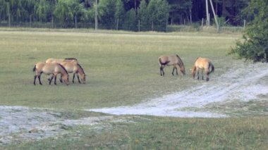 Przewalski atları Moğolistan dağlarındaki doğal yaşam ortamında. Vahşi doğada büyük bir at sürüsü. Atlar otlar ve oynarlar. Hayvancılık konsepti, ekoloji araştırmaları. 4 bin.