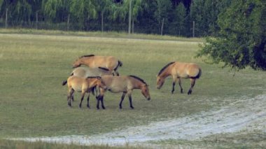 Przewalski atları Moğolistan dağlarındaki doğal yaşam ortamında. Vahşi doğada büyük bir at sürüsü. Atlar otlar ve oynarlar. Hayvancılık konsepti, ekoloji araştırmaları. 4 bin.