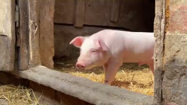 小猪在玩耍。一只猪的特写镜头，它在用鼻子寻找食物. — 图库视频影像