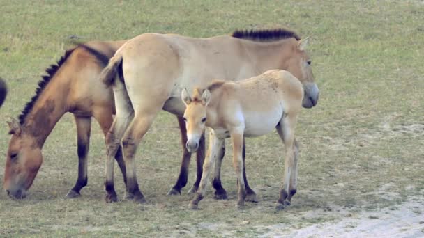Przewalski atları Moğolistan dağlarındaki doğal yaşam ortamında. Vahşi doğada büyük bir at sürüsü. Atlar otlar ve oynarlar. Hayvancılık konsepti, ekoloji araştırmaları. 4 bin. — Stok video
