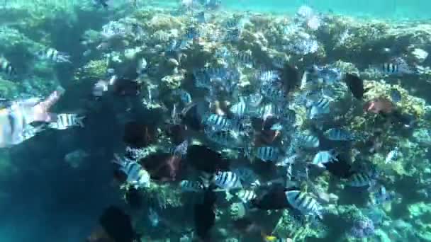 물 속에서 촬영중입니다. 수중 사격. 산호초입니다. 수중 물고기의 세계. 나비 물고기. 앵무새 물고기. 물고기 의사. 물 렛. 홍해. 바다. 화산호. — 비디오