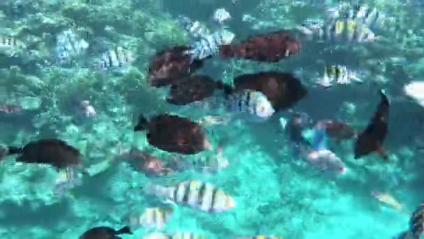 水中での撮影。水中撮影。サンゴ礁。魚の水中世界。蝶の魚。オウムの魚。魚外科医。マレット。紅海だ。海だ。褐虫藻. — ストック動画