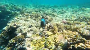 Karpatlar 'da kış şelalesi, statik plan. Su taşlara karşı çarpar. Genel plan