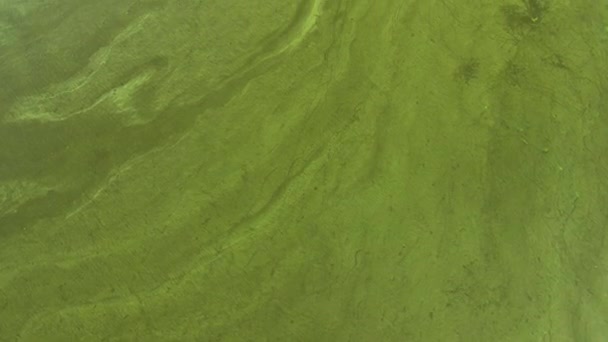 Luftaufnahme von oben nach unten aus großer Höhe über der Flussblütentextur des Flusswassers. Blick auf die Wasseroberfläche. Hintergrund der Wasseroberfläche. Ökologie — Stockvideo