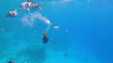 Meraklı balıklar yüzer ve kamera merceğine bakar. Güneşli bir günde bir sürü çizgili balık kızıl denizde yüzüyor. Suya daldırma.