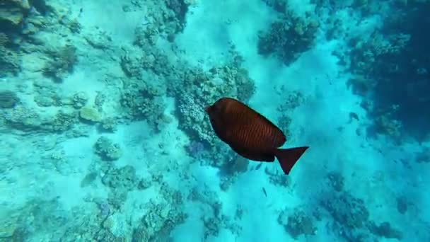 Érdekes halak úsznak, és belenéznek a kamera lencséjébe. Sok csíkos hal úszik a vörös tengerben egy napsütéses napon. Vízbe merülés. — Stock videók