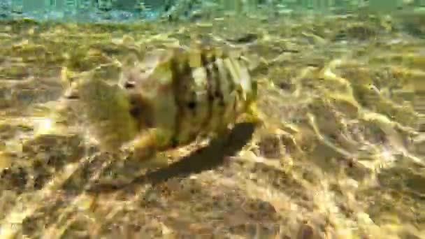 Neugierige Fische schwimmen und blicken in die Kameralinse. Viele gestreifte Fische schwimmen an einem sonnigen Tag im Roten Meer. Untertauchen unter Wasser. — Stockvideo