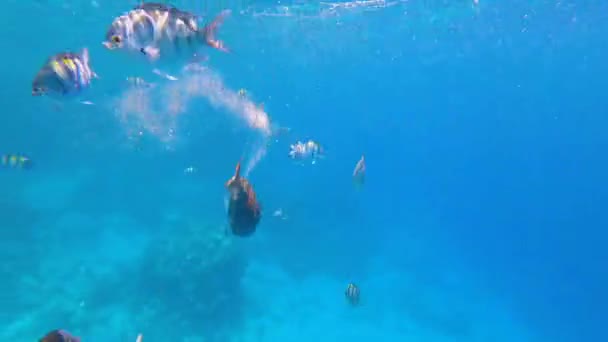 Nyfiken fisk simmar och tittar in i kameralinsen. Massor av randiga fiskar som simmar i det röda havet en solig dag. Nedsänkning i vatten. — Stockvideo