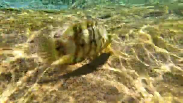 Peixes curiosos nadam e olham para a lente da câmera. Muitos peixes listrados nadando no mar vermelho em um dia ensolarado. Imersão debaixo de água. — Vídeo de Stock