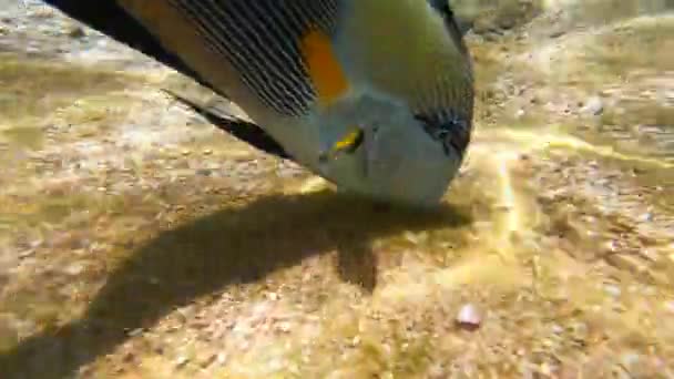 Любопытные рыбы плавают и смотрят в объектив камеры. Много полосатых рыб плавает в красном море в солнечный день. Погружение под воду. — стоковое видео