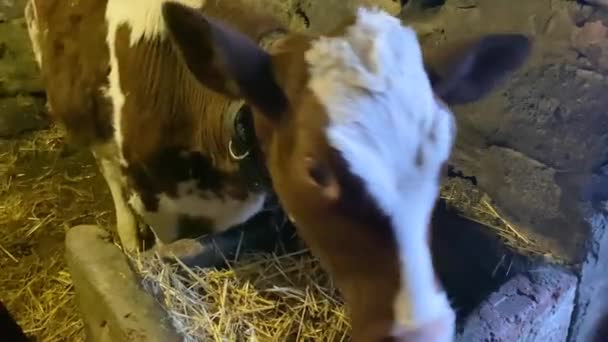 面白い魅力的でかわいい子牛は彼の舌でカメラをなめる.広角のクローズアップ。農場の屋台で小さな牛。牛乳と肉の生産 — ストック動画