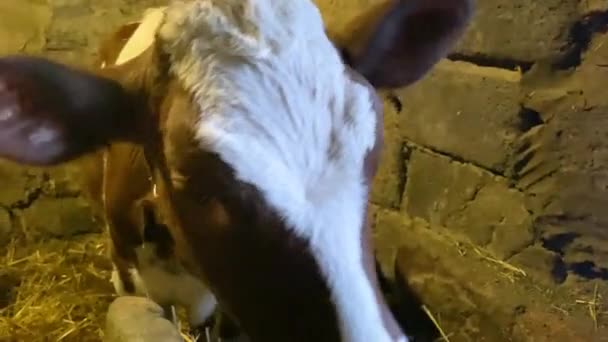 Funny charming and cute calf licks the camera with his tongue. Wide angle close-up. Little cow in a stall on a farm. Milk and meat production — ストック動画