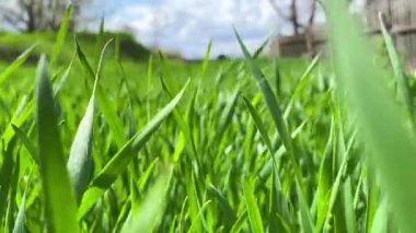 Tarım çiftliği. Güneşli bir günde yeşil buğday tarlası. Yeşil çimenler rüzgarda sallanıyor güzel bir yeşil buğday tarlası. Tarım. Çiftlik kavramı