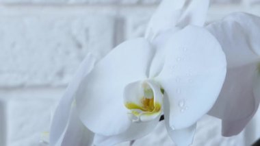 Close-up of a white orchid flower with water drops. Drops of water fall on a blooming orchid.
