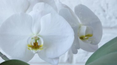 Su damlalı beyaz bir orkide çiçeğinin yakın çekimi. Çiçek açan bir orkideye bir damla su düşer..