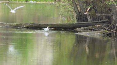 Siyah başlı martı, Avrupa martısı, Kroicocephalus ridibundus. Kuş izleme, kuş bilimi. Martılar yiyecek arıyor ve gölde yüzüyorlar..