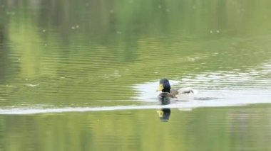 Yaban ördekleri güneşli bir sonbahar gününde gölette yüzerler. Yaban kazları. Yaban ördeği ya da Anas platyrhynchos 'a yakın çekim. Kuşlar gölde güzel bir ışıkta yüzerler..
