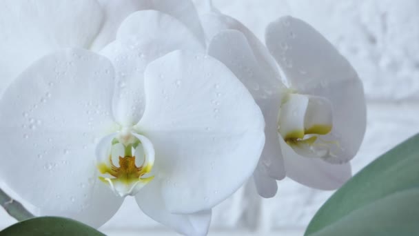 Närbild av en vit orkidé blomma med vattendroppar. Droppar av vatten faller på en blommande orkidé. — Stockvideo