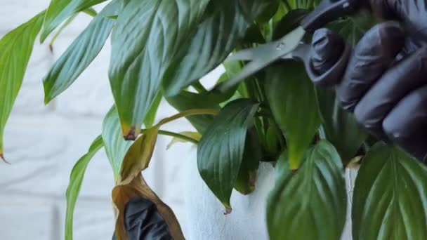 Home plant. woman doing what she loves at home. florist cuts leaves with scissors to speed up flowering. Care and maintenance of indoor plants and flowers. — Video