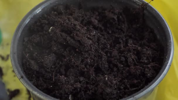 Closeup of a woman holding and planting plant grains, pea microgreens in a pot with soil mud for growing a home indoor garden. — Video Stock
