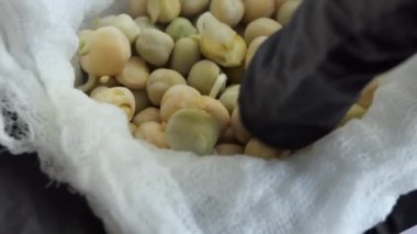 Bezelye tohumu. Kökleri ve filizleri olan bezelye tohumları. Tarım. Tohumlar ekime hazır..