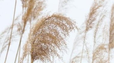 Rüzgarda savrulan Phragmitler, mavi gökyüzü ile yakın plan Infloresans, mavi gökyüzüne karşı genel kamış Phragmites australis tohumları, yakın çekim.
