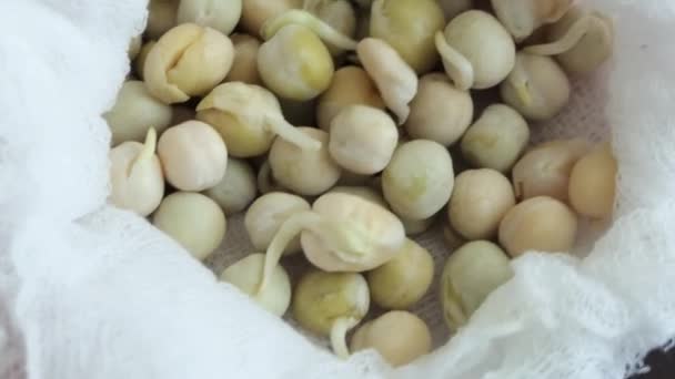 Germinated pea seeds. Pea seeds with roots and sprouts. Agriculture. seeds are ready for planting. — Video