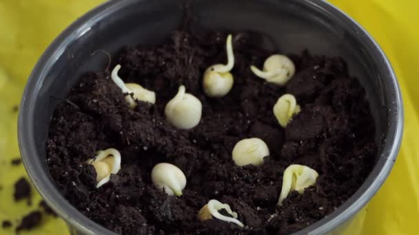 Closeup of a woman holding and planting plant grains, pea microgreens in a pot with soil mud for growing a home indoor garden. — Stockvideo